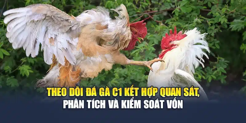 Theo dõi đá gà C1 kết hợp quan sát, phân tích và kiểm soát vốn